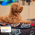 Load image into Gallery viewer, Dog bed Austin "Max"