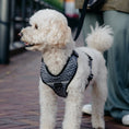 Bild in Galerie-Betrachter laden, 4 tlg. Hundegeschirr Boston