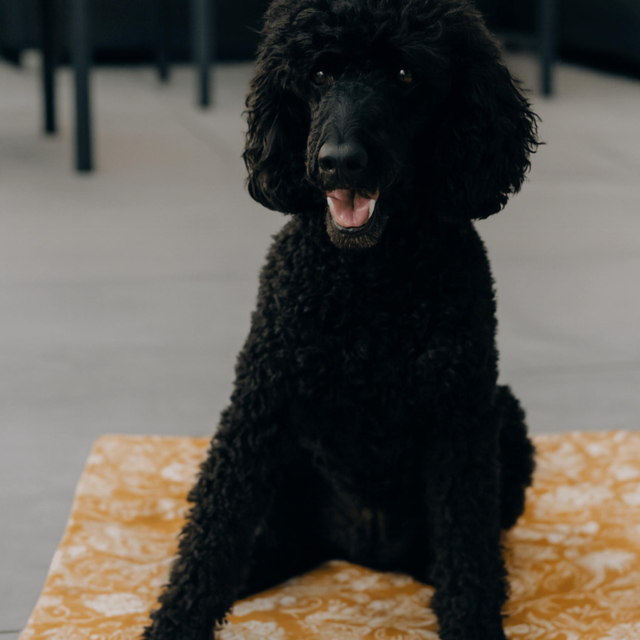 Hundedecke Savannah "Emmelie"