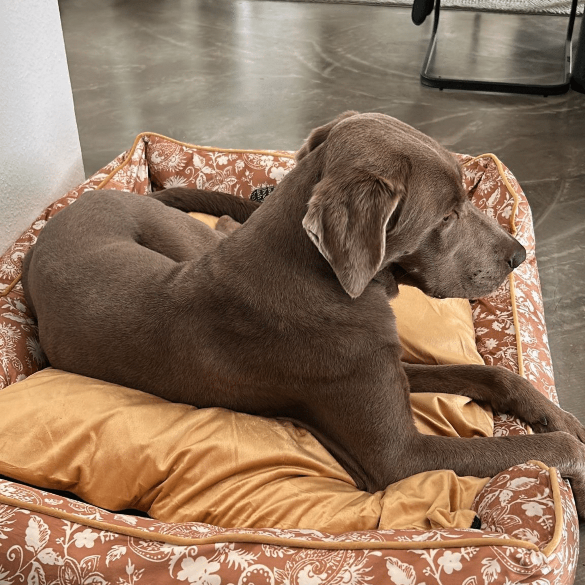 Dog bed Austin "Emmelie"