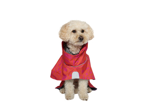 Dog Raincoat Minneapolis "Chouk"