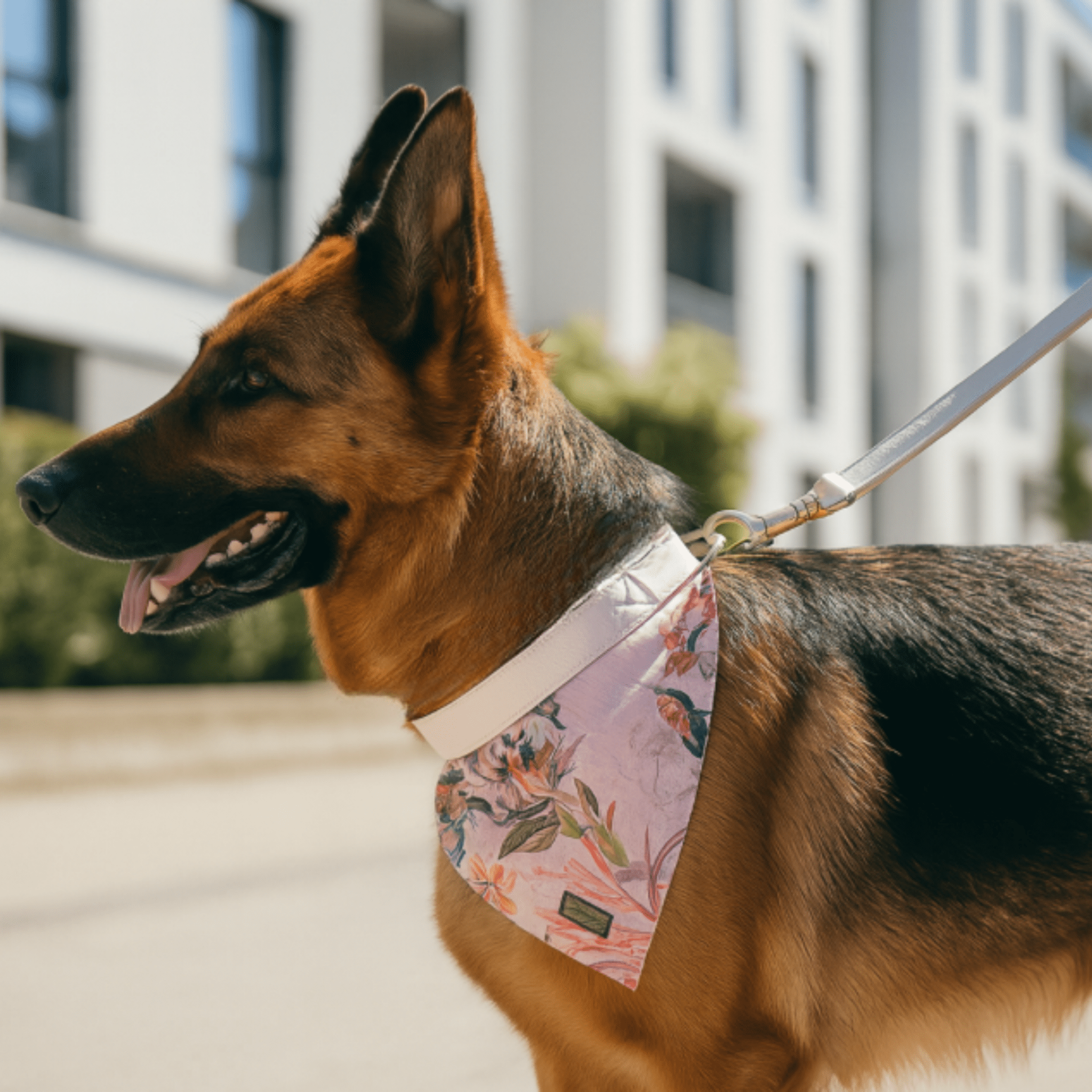 4 pcs Leash Charleston "Simone"