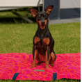 Bild in Galerie-Betrachter laden, Hundedecke Savannah "Chouk"
